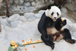 Animals Enjoy Special Zongzi Ahead Of Duanwu Festival In Nantong