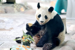 Animals Enjoy Special Zongzi Ahead Of Duanwu Festival In Nantong