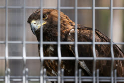 Holzan rehabilitation centre for birds of prey in Sverdlovsk Region, Russia