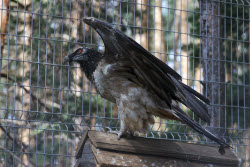 Holzan rehabilitation centre for birds of prey in Sverdlovsk Region, Russia