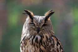 Holzan rehabilitation centre for birds of prey in Sverdlovsk Region, Russia