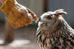 Holzan rehabilitation centre for birds of prey in Sverdlovsk Region, Russia