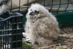 Holzan rehabilitation centre for birds of prey in Sverdlovsk Region, Russia
