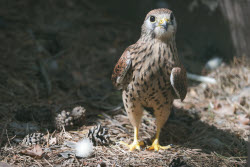 Holzan rehabilitation centre for birds of prey in Sverdlovsk Region, Russia