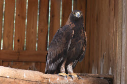 Holzan rehabilitation centre for birds of prey in Sverdlovsk Region, Russia
