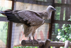 Holzan rehabilitation centre for birds of prey in Sverdlovsk Region, Russia