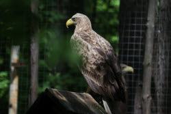 Holzan rehabilitation centre for birds of prey in Sverdlovsk Region, Russia