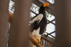 Holzan rehabilitation centre for birds of prey in Sverdlovsk Region, Russia