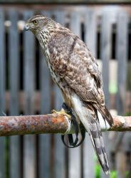 Holzan rehabilitation centre for birds of prey in Sverdlovsk Region, Russia