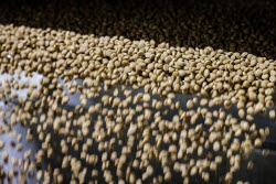 Pet food production in Belgorod Region, Russia