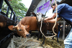 Eid al-Adha preparations in Aceh