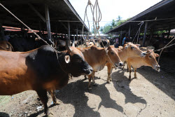 Eid al-Adha preparations in Aceh