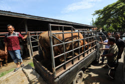 Eid al-Adha preparations in Aceh