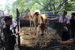 Eid al-Adha preparations in Aceh