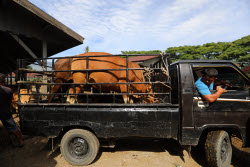 Eid al-Adha preparations in Aceh