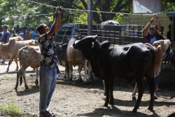 Eid al-Adha preparations in Aceh