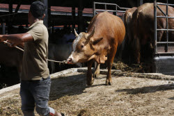 Eid al-Adha preparations in Aceh