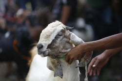 Eid al-Adha preparations in Aceh
