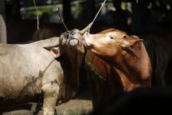 Eid al-Adha preparations in Aceh