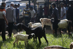 Eid al-Adha preparations in Aceh
