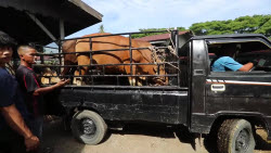 Preparations for Eid al-Adha underway as traders sell sacrificial animals in Aceh
