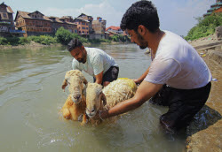 Kashmir Prepares For Eid Al Adha - India