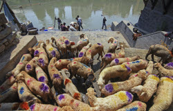 Kashmir Prepares For Eid Al Adha - India