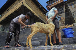 Kashmir Prepares For Eid Al Adha - India