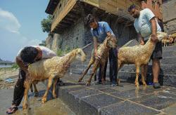 Kashmir Prepares For Eid Al Adha - India