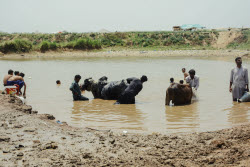 Preparing For Eid Al Adha - Pakistan