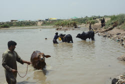 Preparing For Eid Al Adha - Pakistan