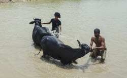 Preparing For Eid Al Adha - Pakistan