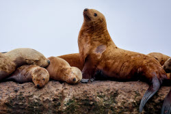Steller sea lion rookery in Nevelsk, Russia's Sakhalin Region