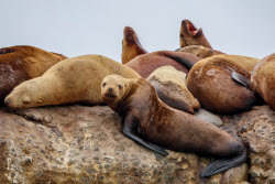 Steller sea lion rookery in Nevelsk, Russia's Sakhalin Region