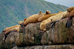 Steller sea lion rookery in Nevelsk, Russia's Sakhalin Region