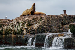 Steller sea lion rookery in Nevelsk, Russia's Sakhalin Region
