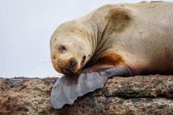 Steller sea lion rookery in Nevelsk, Russia's Sakhalin Region