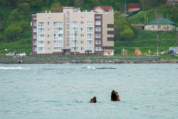 Steller sea lion rookery in Nevelsk, Russia's Sakhalin Region