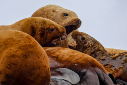 Steller sea lion rookery in Nevelsk, Russia's Sakhalin Region