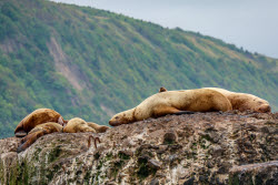 Steller sea lion rookery in Nevelsk, Russia's Sakhalin Region