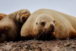 Steller sea lion rookery in Nevelsk, Russia's Sakhalin Region