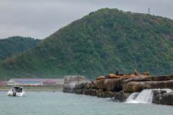 Steller sea lion rookery in Nevelsk, Russia's Sakhalin Region
