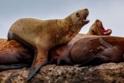 Steller sea lion rookery in Nevelsk, Russia's Sakhalin Region