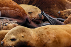 Steller sea lion rookery in Nevelsk, Russia's Sakhalin Region