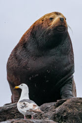 Steller sea lion rookery in Nevelsk, Russia's Sakhalin Region