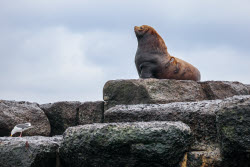 Steller sea lion rookery in Nevelsk, Russia's Sakhalin Region
