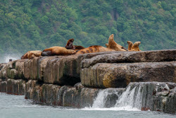 Steller sea lion rookery in Nevelsk, Russia's Sakhalin Region
