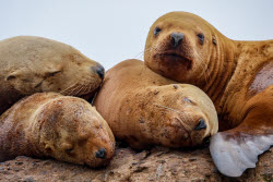 Steller sea lion rookery in Nevelsk, Russia's Sakhalin Region