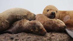 VIDEO. Steller sea lion rookery in Nevelsk, Russia's Sakhalin Region