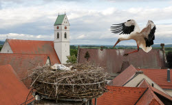 Storks in Riedlingen